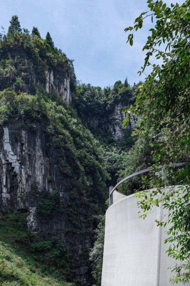 拯救枯树